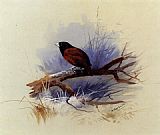 A Nepalese black headed nun in the branch of a tree by Archibald Thorburn